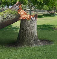 fallenTree
